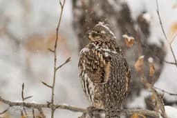 Ruffed Grouse Snowfall