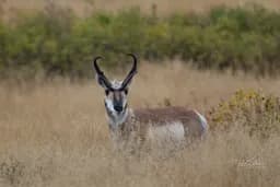 Pronghorn Staredown