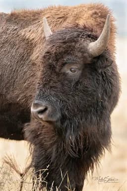 Bison Perspective