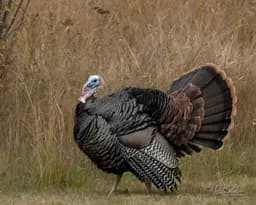 Big Tom Strutting