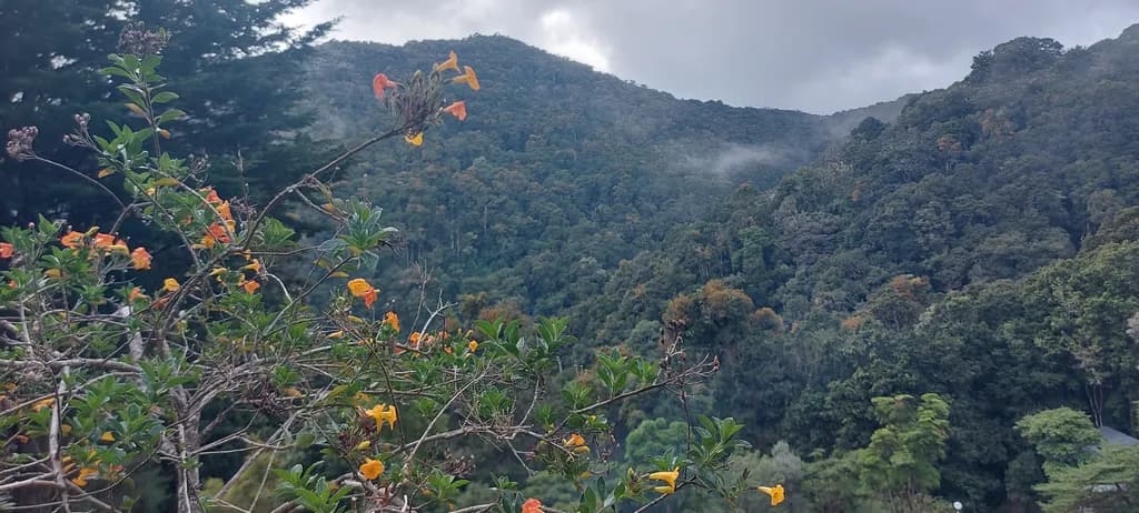 Misty Mountain Blooms