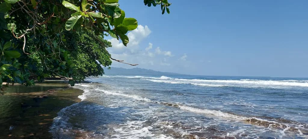 Coastal Canopy