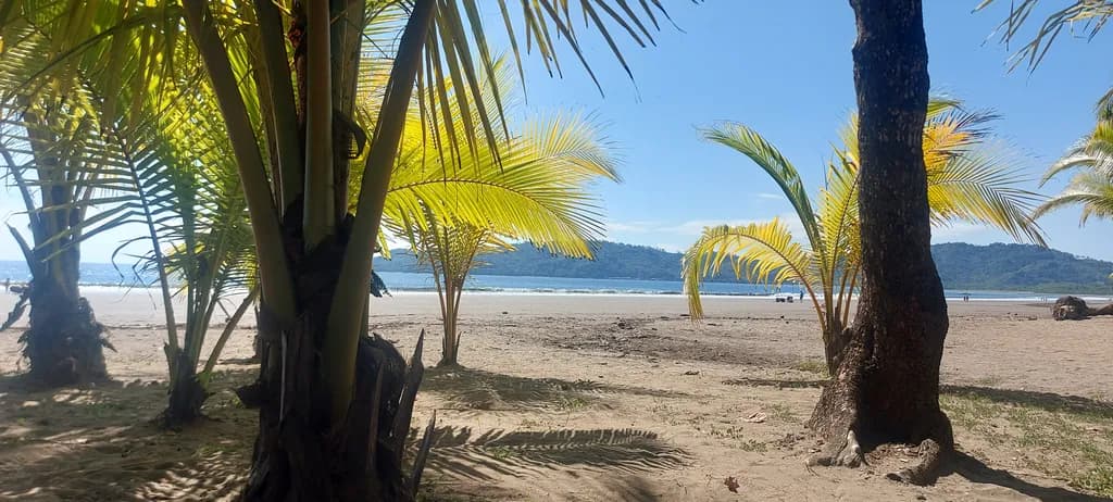 Coastal Palm Shadows
