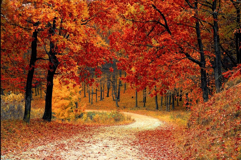 Autumn Trail