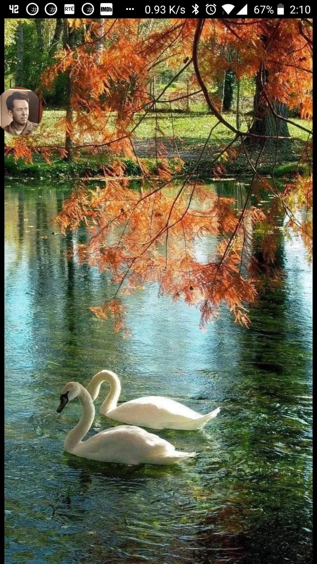 Autumn Swans