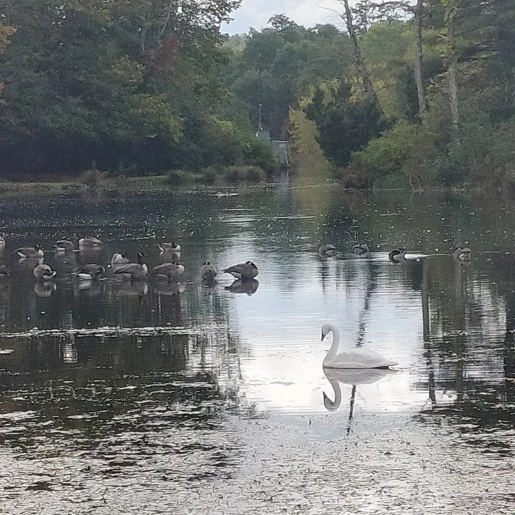 Swan Reflection