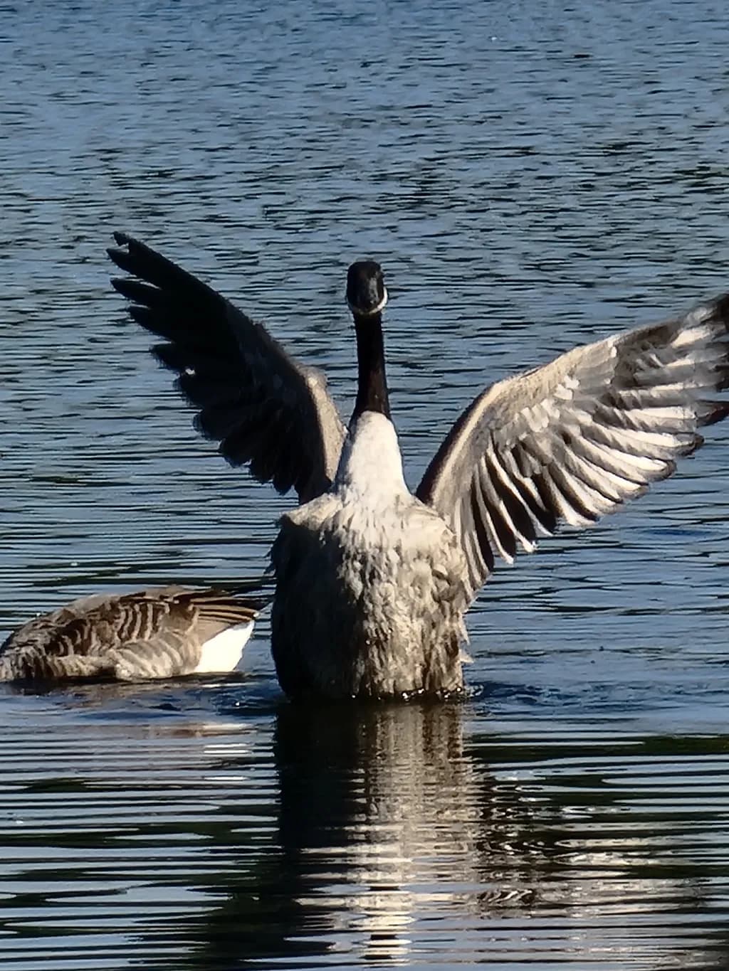Canada Goose Spread