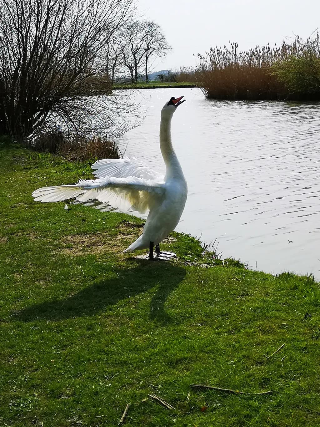 Swan’s Call