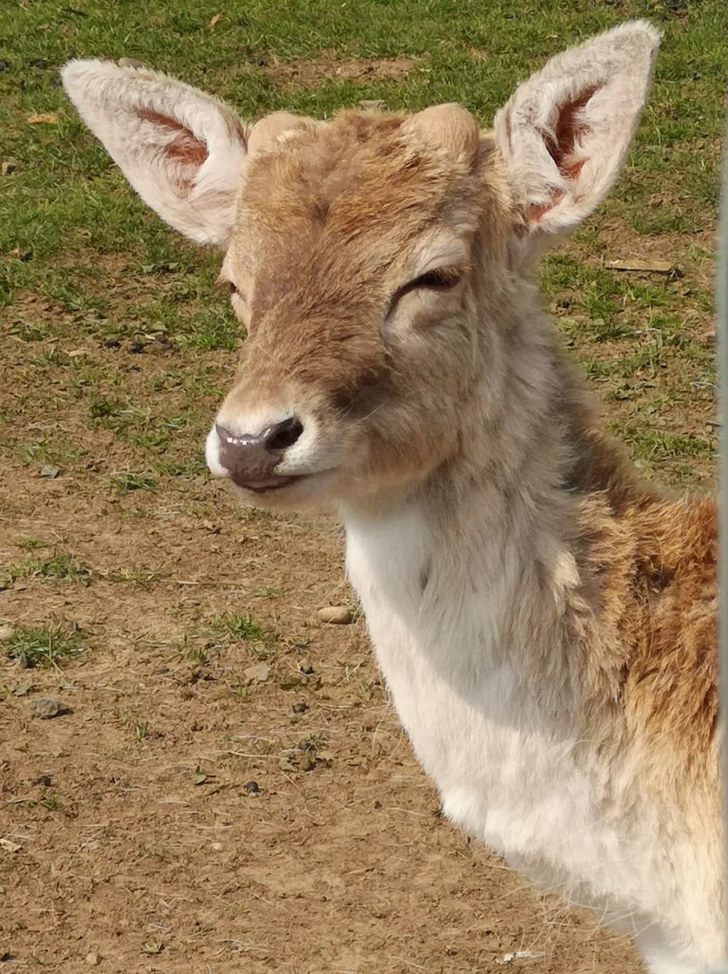 Gentle Gaze
