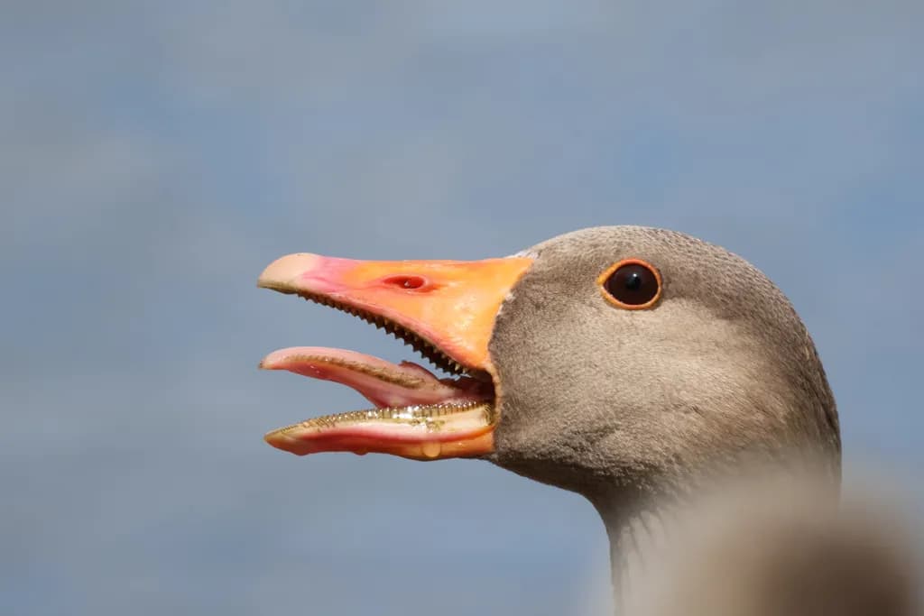 Goose Call