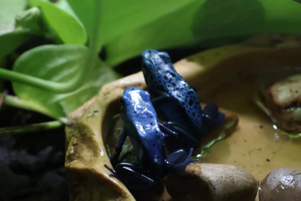 Blue Dart Duo
