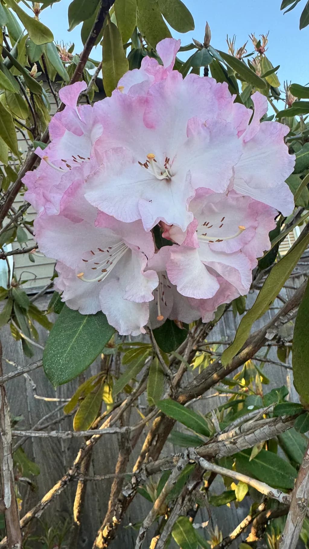 Blushing Rhododendron