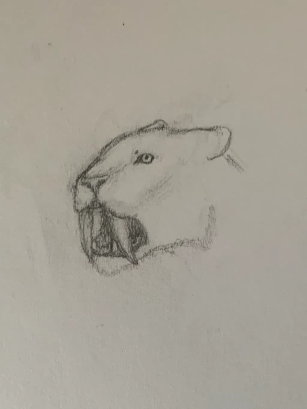 Saber-Tooth Gaze
