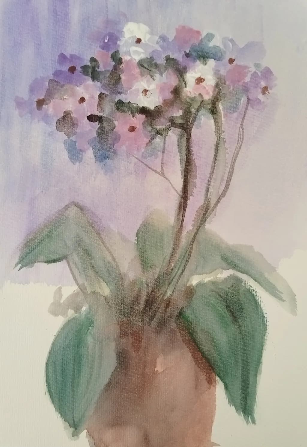 Blossom Haze