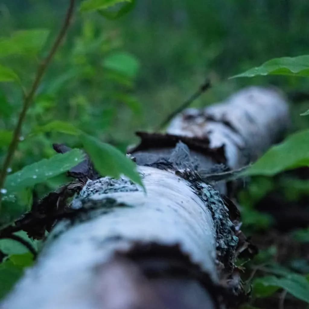 Peeling Birch