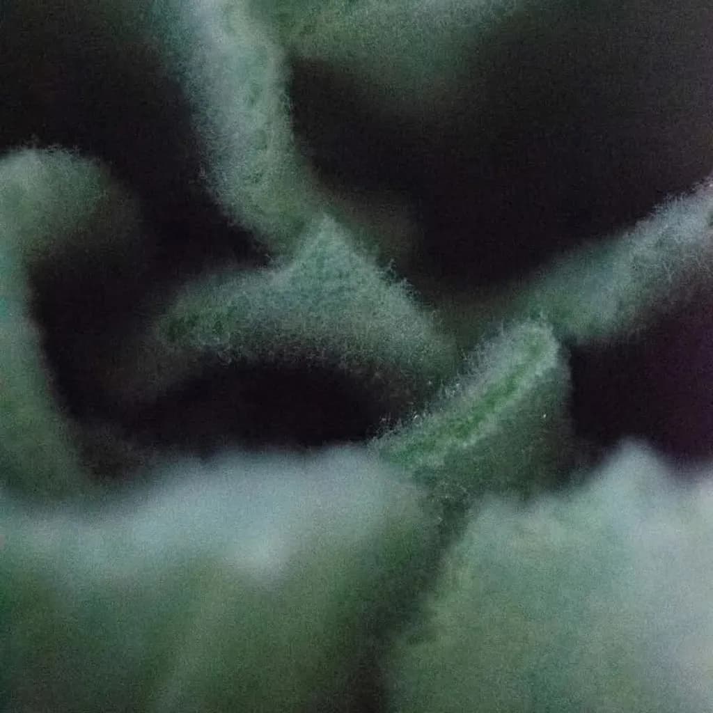 Fuzzy Abstract
