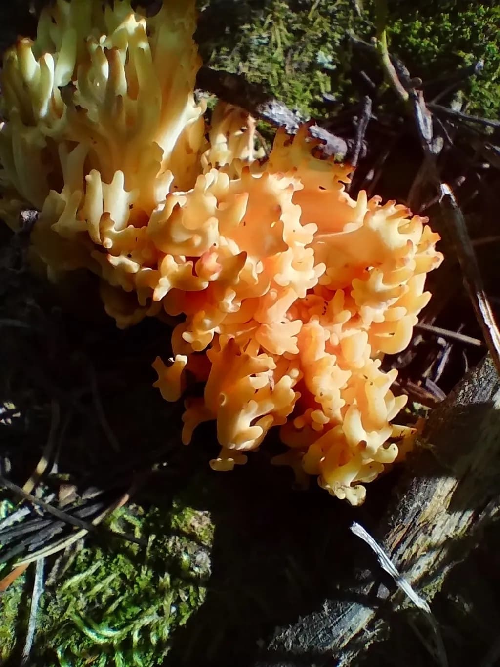 Coral Fungi Bloom