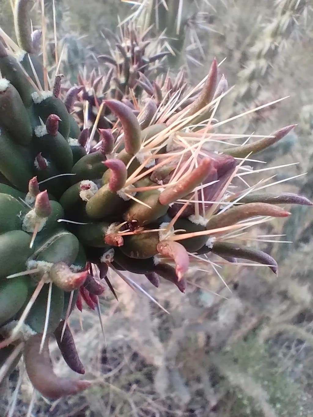 Spined Resilience