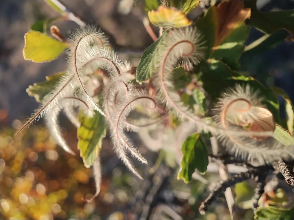Furry Tendrils