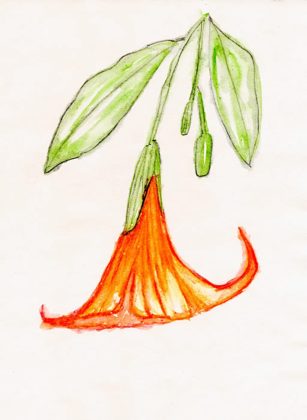 Orange Bloom