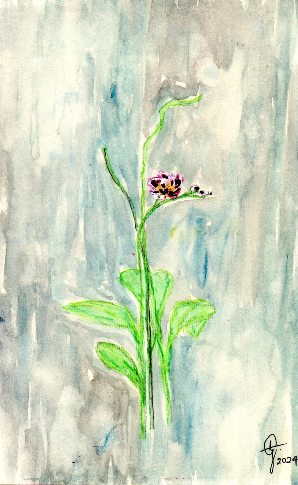 Purple Orchid