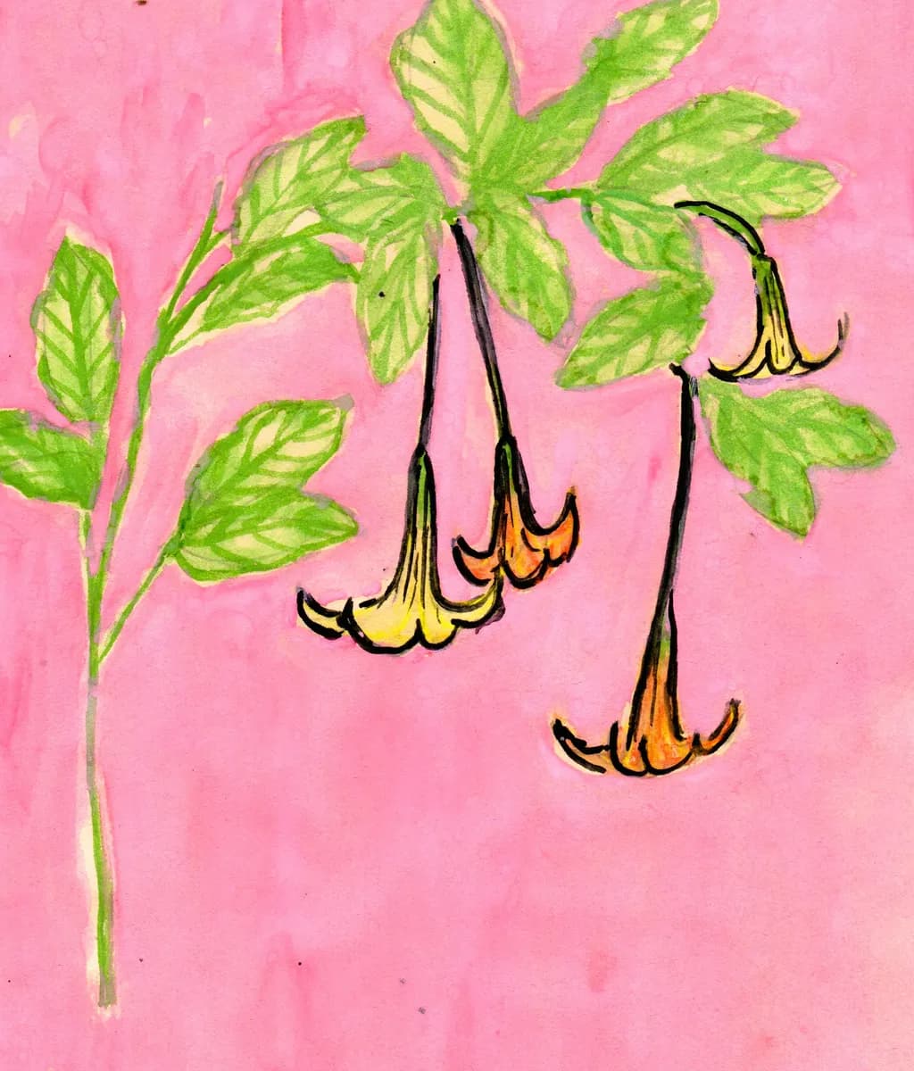 Pink Splash Blossoms