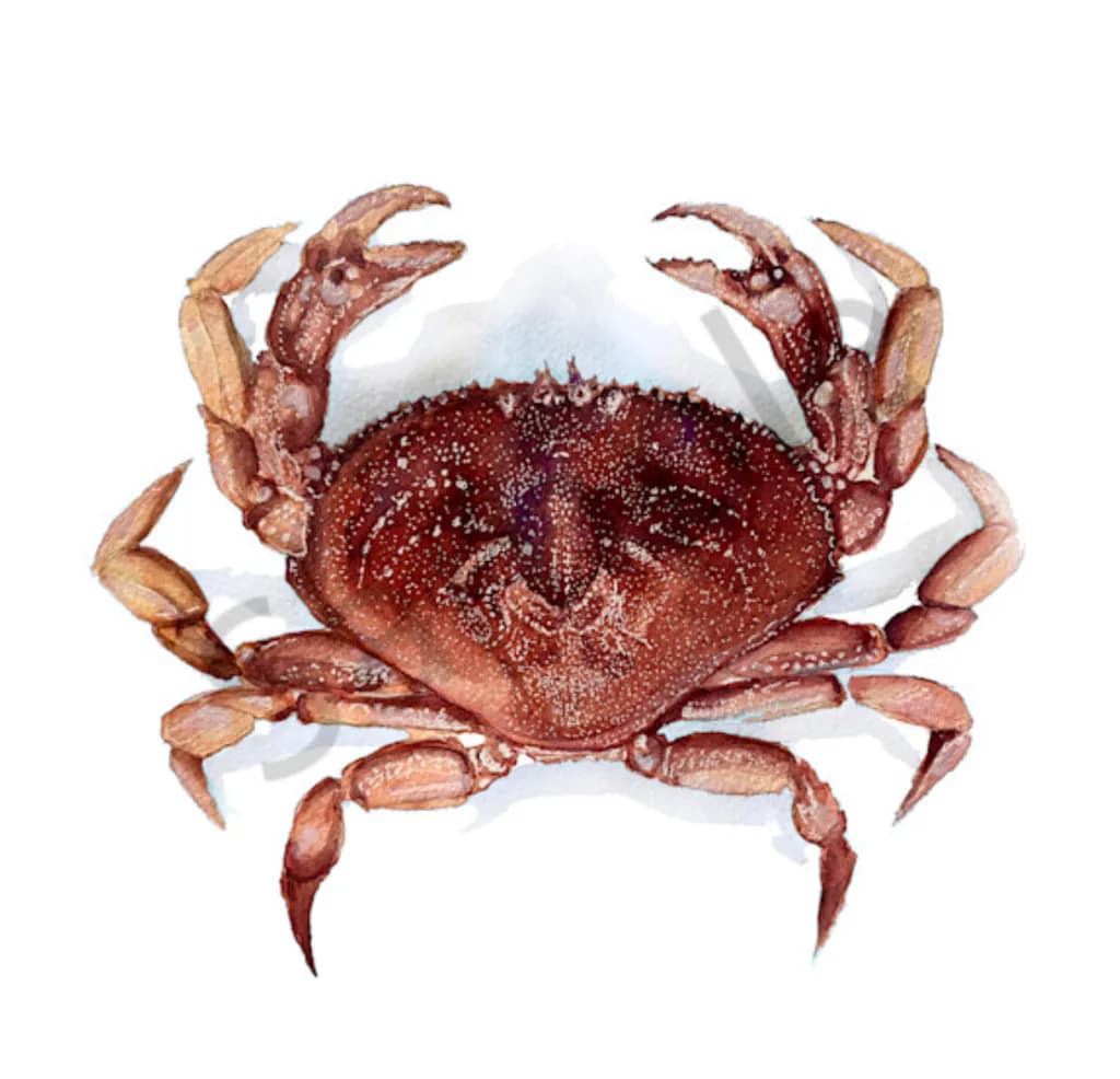 Crimson Coral Crab