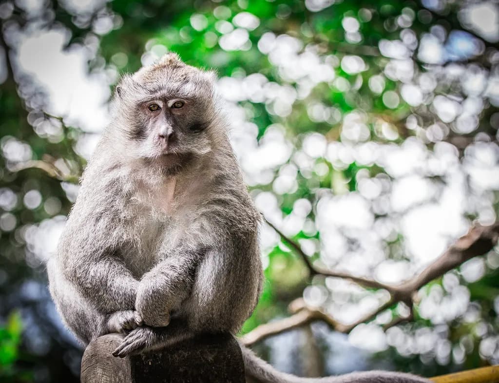 Contemplative Primate