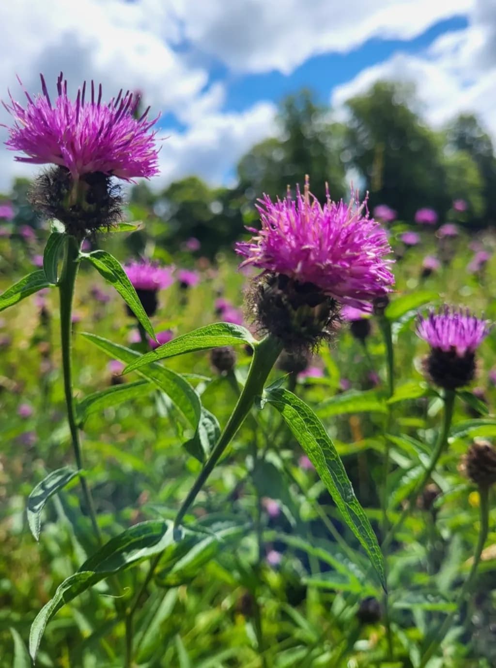 Purple Thistle Bloom