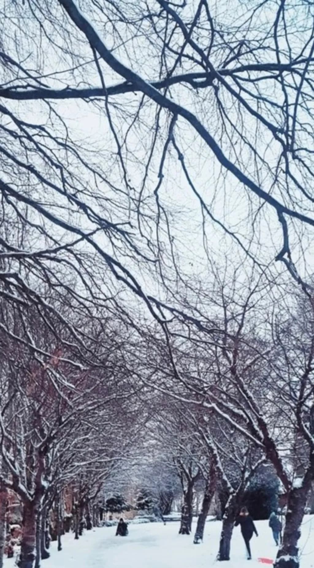 Winter Pathway
