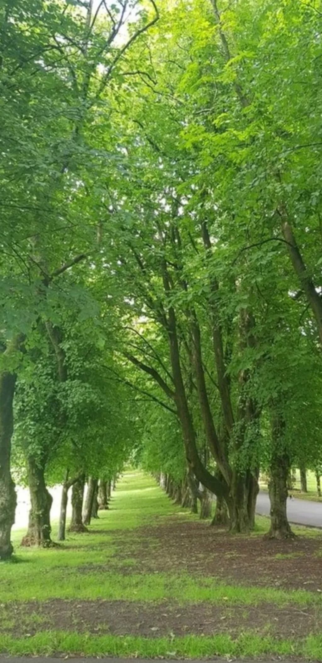 Green Canopy Pathway
