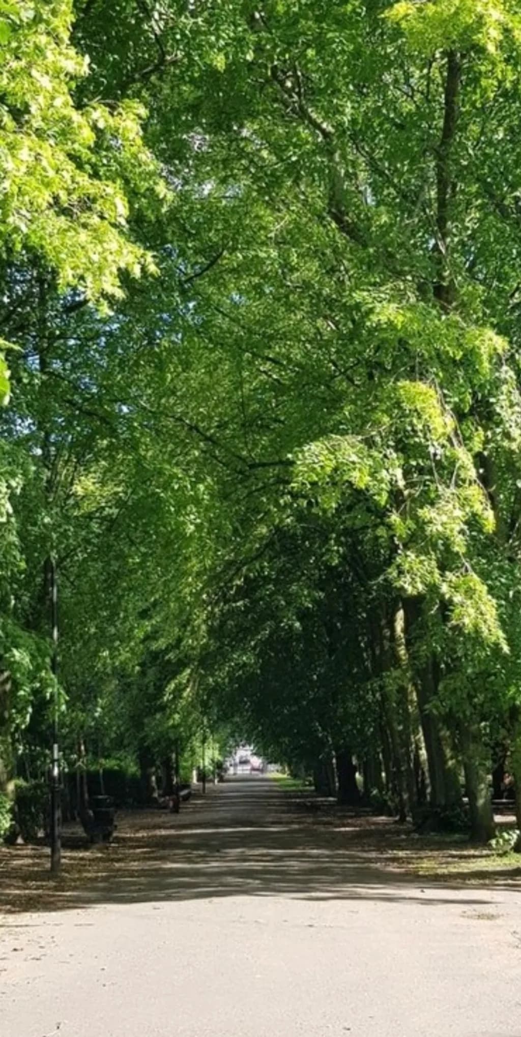 Sunlit Green Canopy