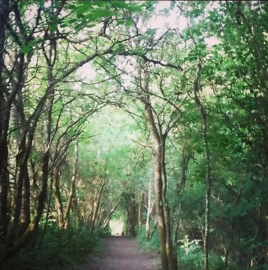 Woodland Passage