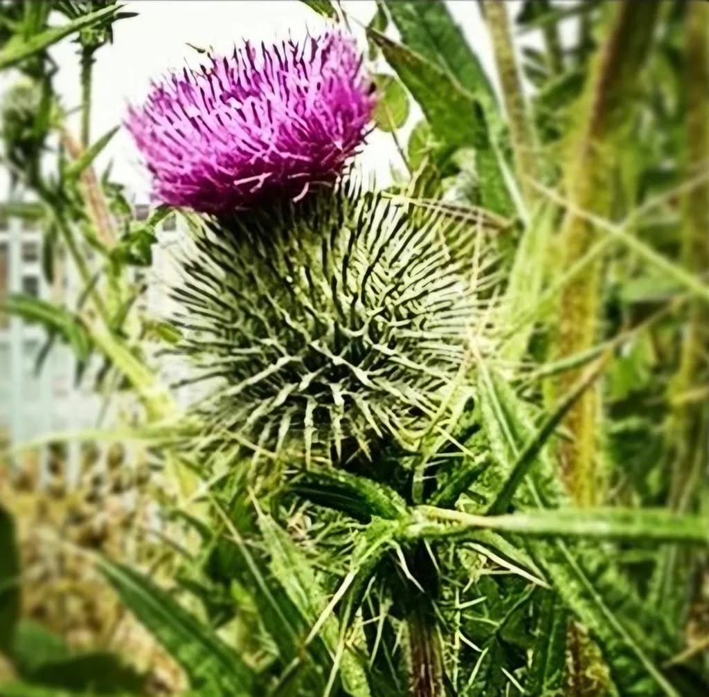 Thistle Texture