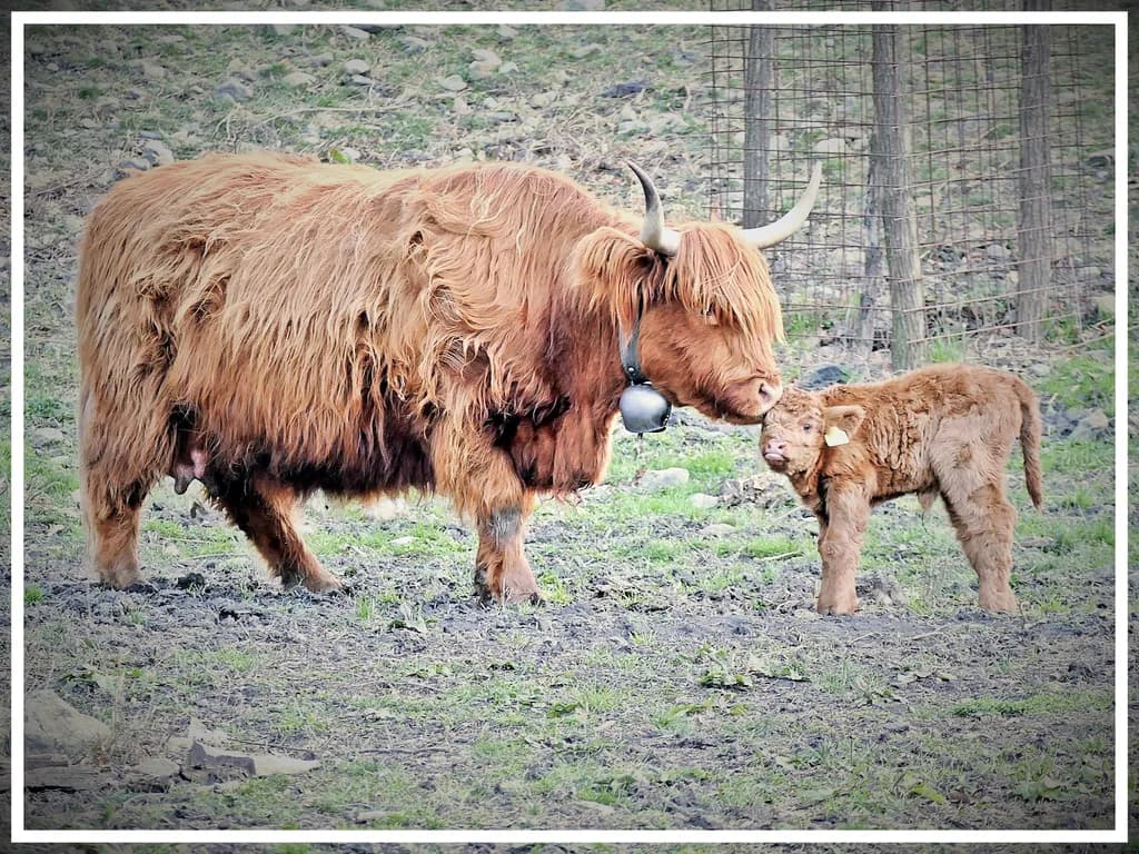 Highland Nurture