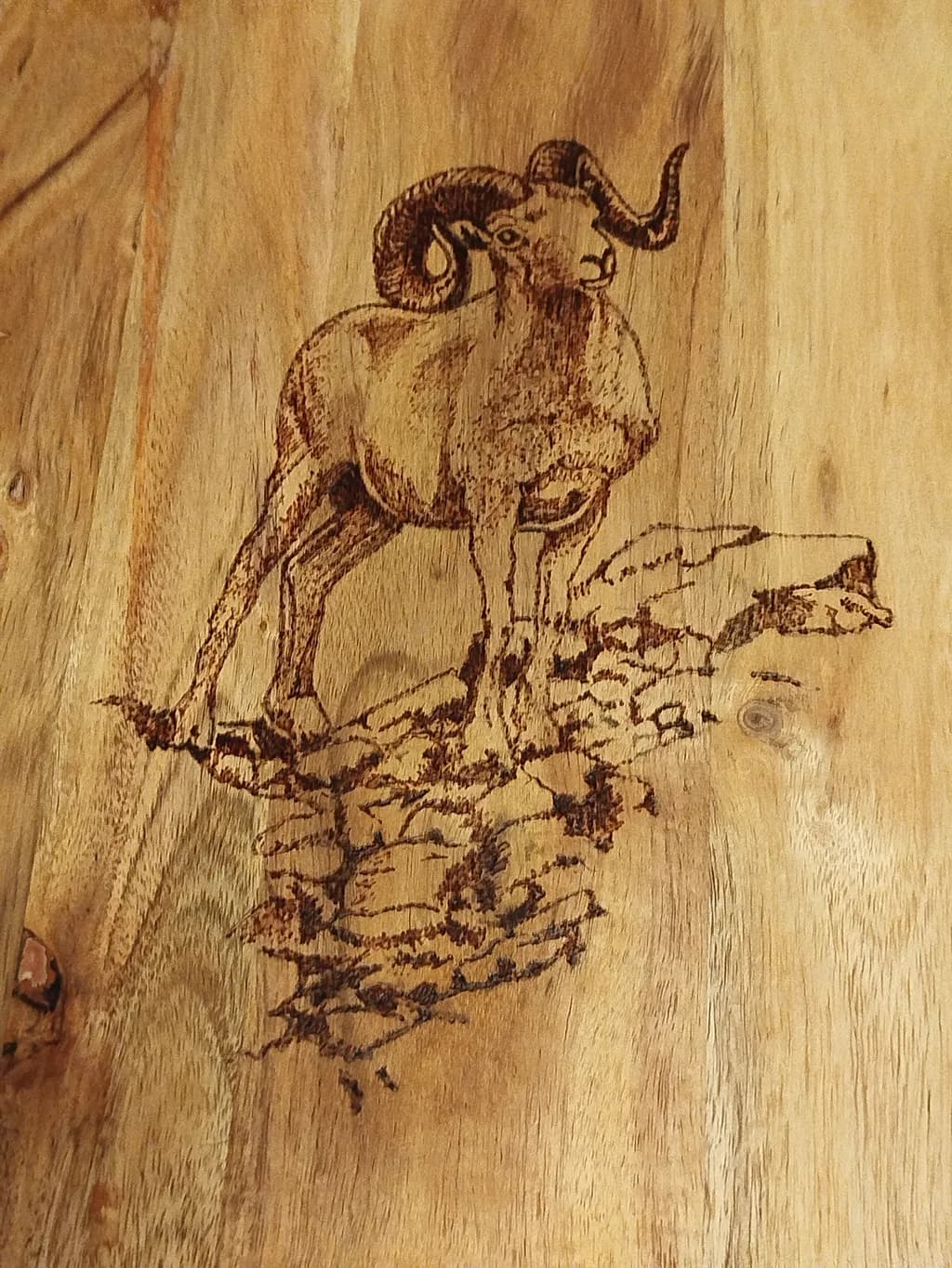 Mountain Ram