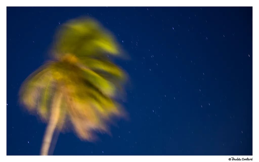Celestial Palm Drift