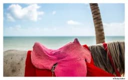 Coastal Saddle Quietude