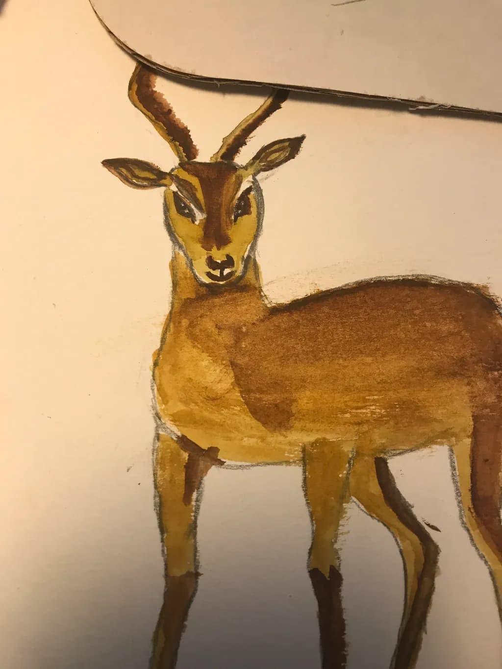 Young Antelope Portrait