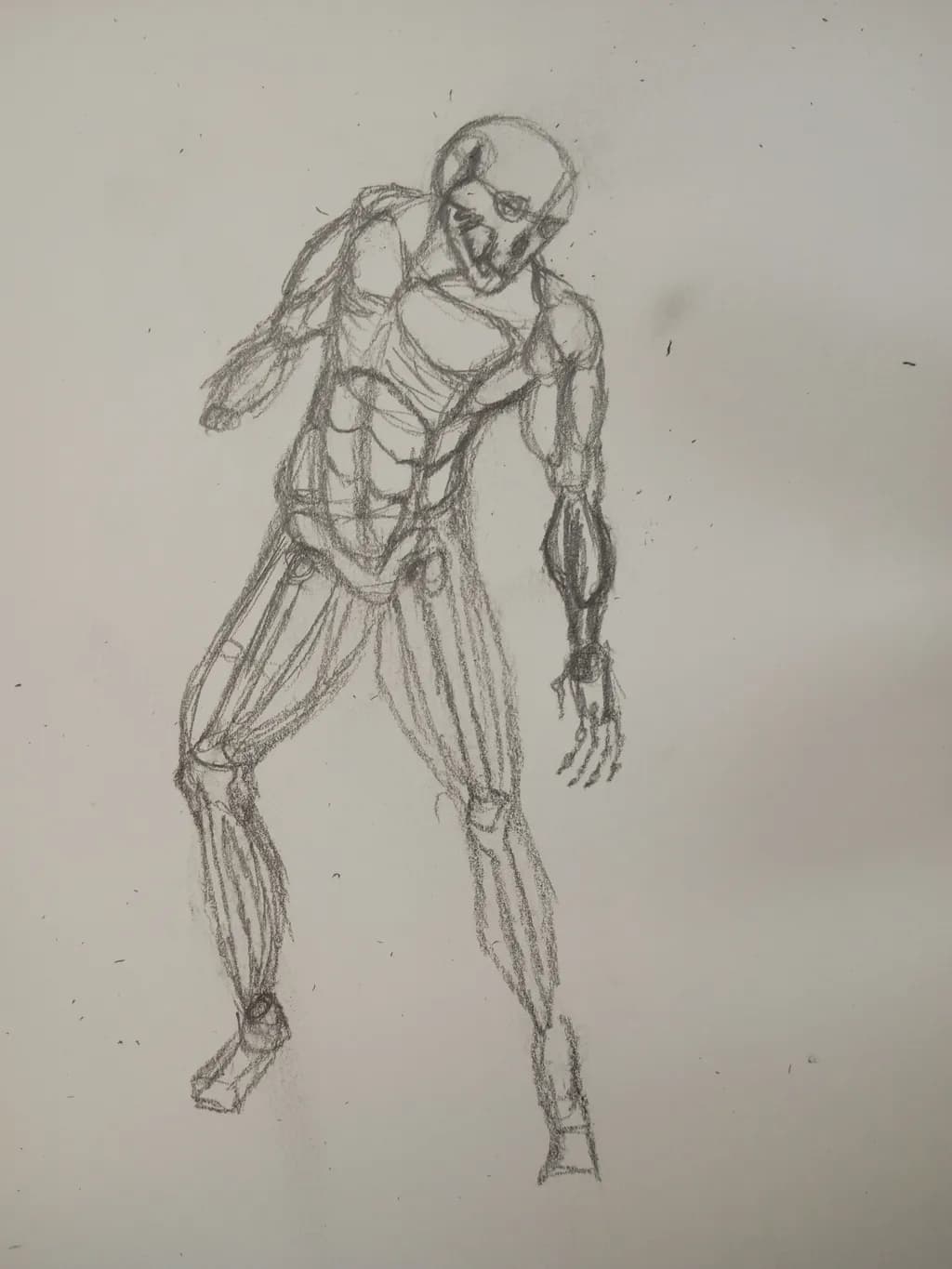 Muscle Study