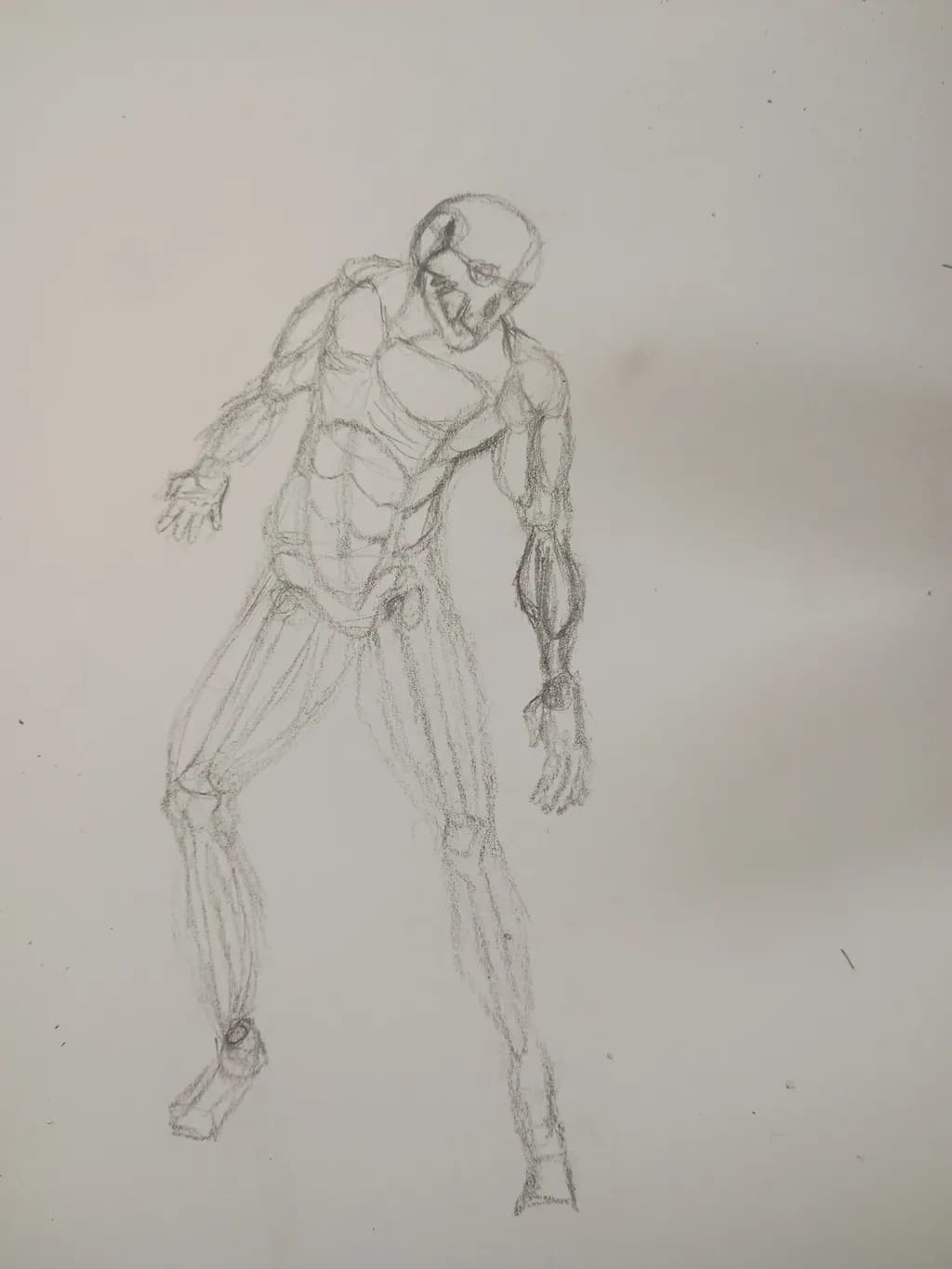 Muscle Study