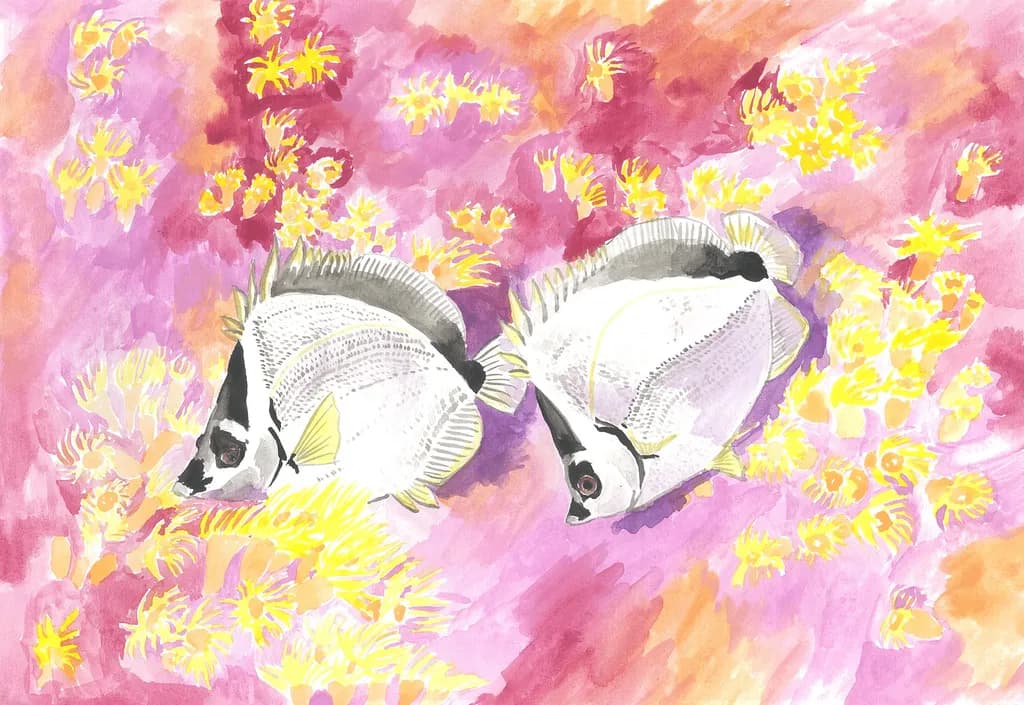 Coral Companions