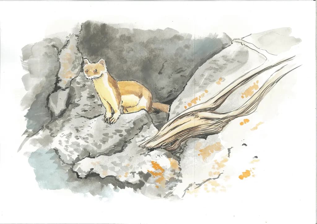 Marten on Rocks