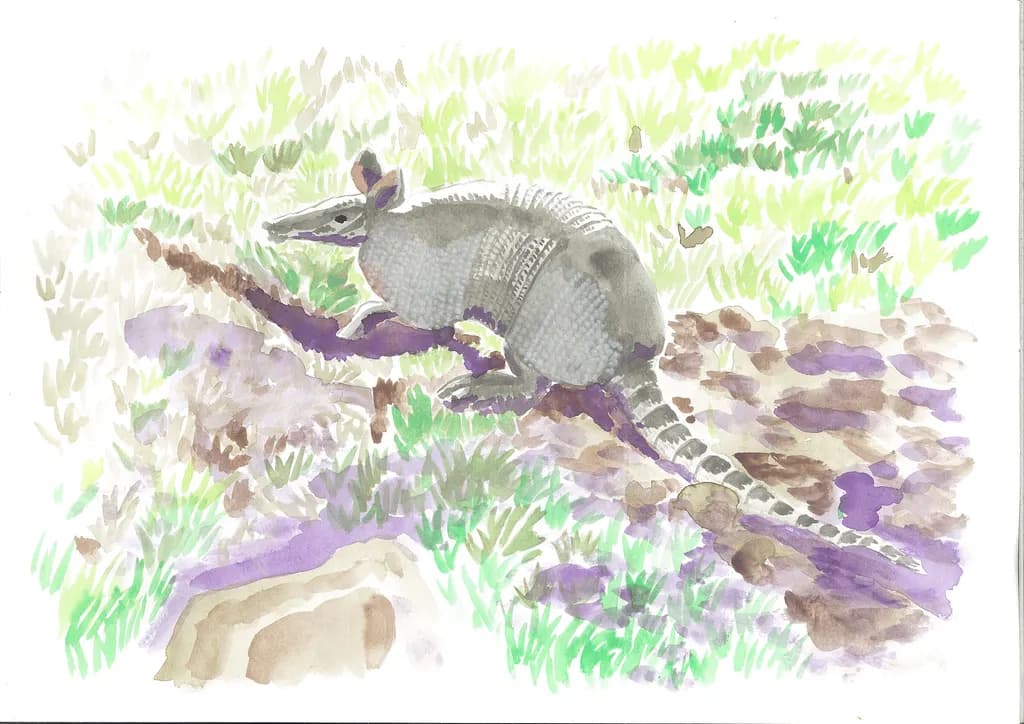 Armadillo Trail