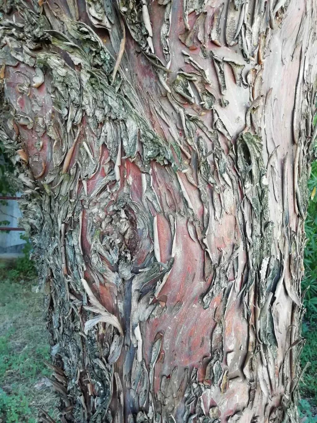 Rugged Bark Patterns