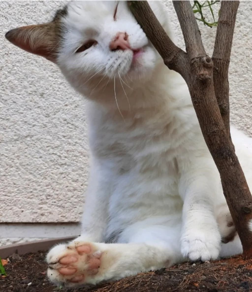 Curious Nuzzle