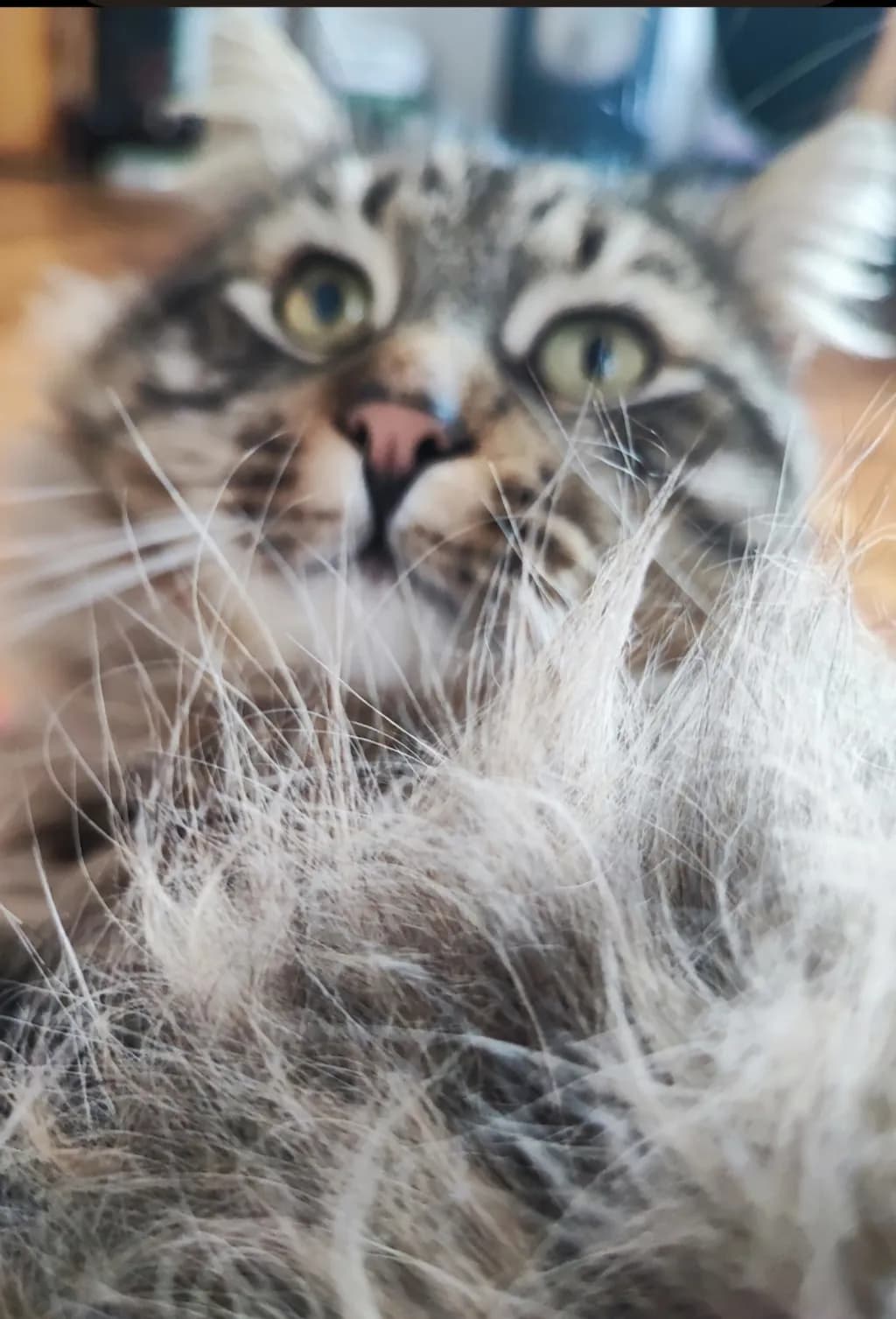 Fur Focus