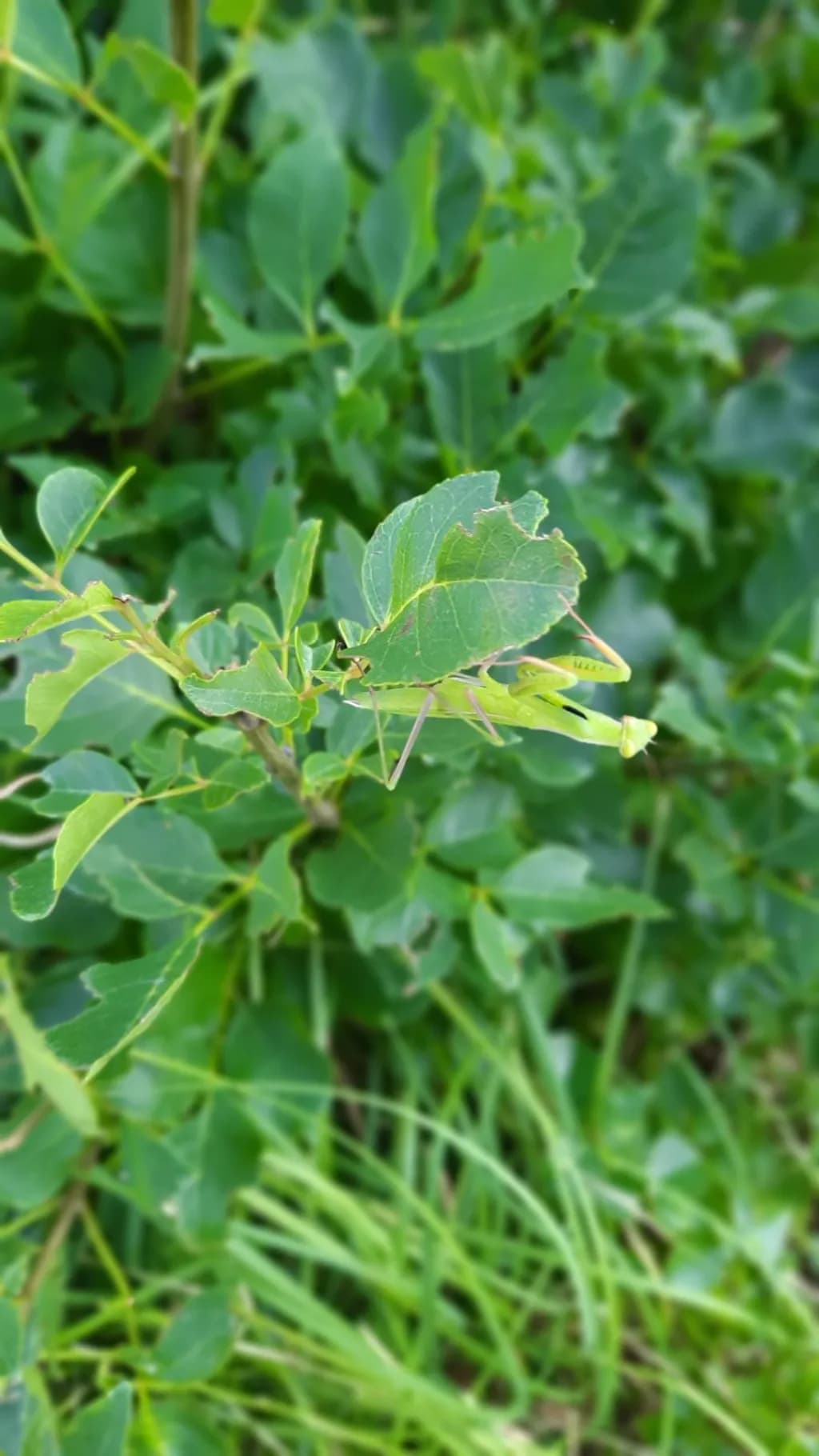 Leaf Mimicry