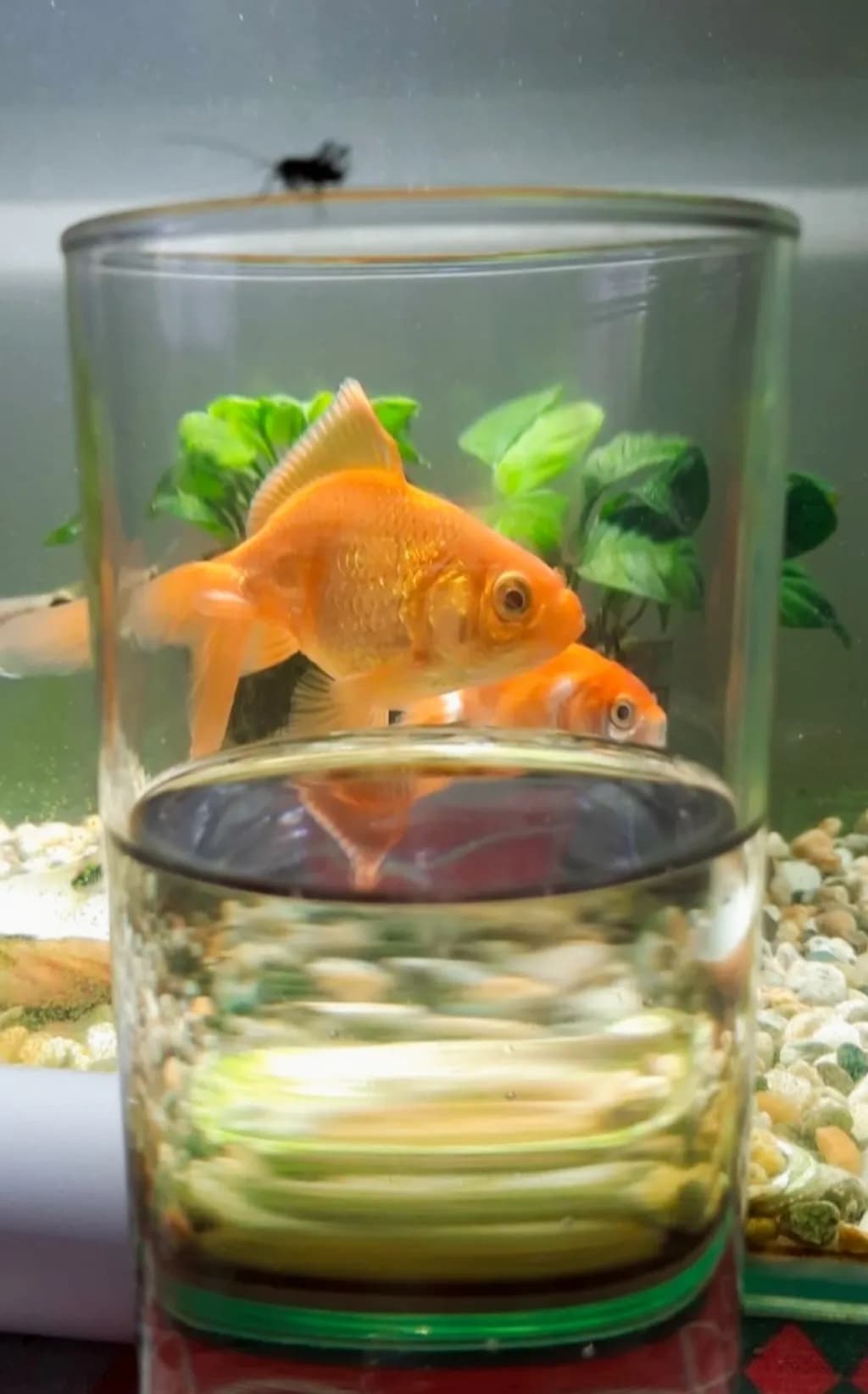 Glass Goldfish Reflection