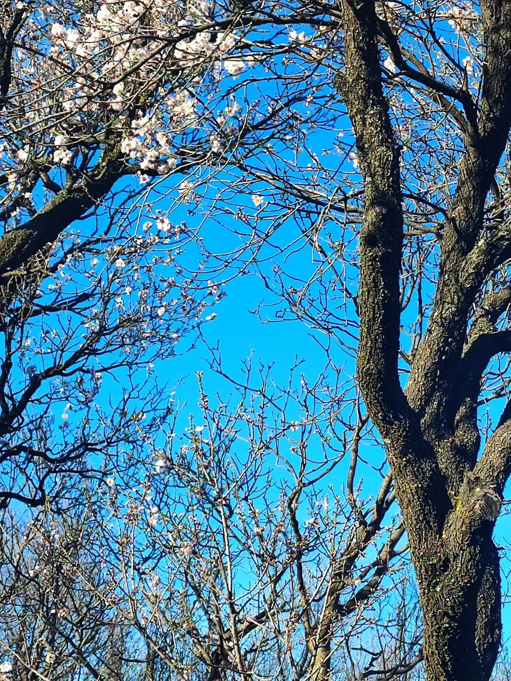 Spring Canopy